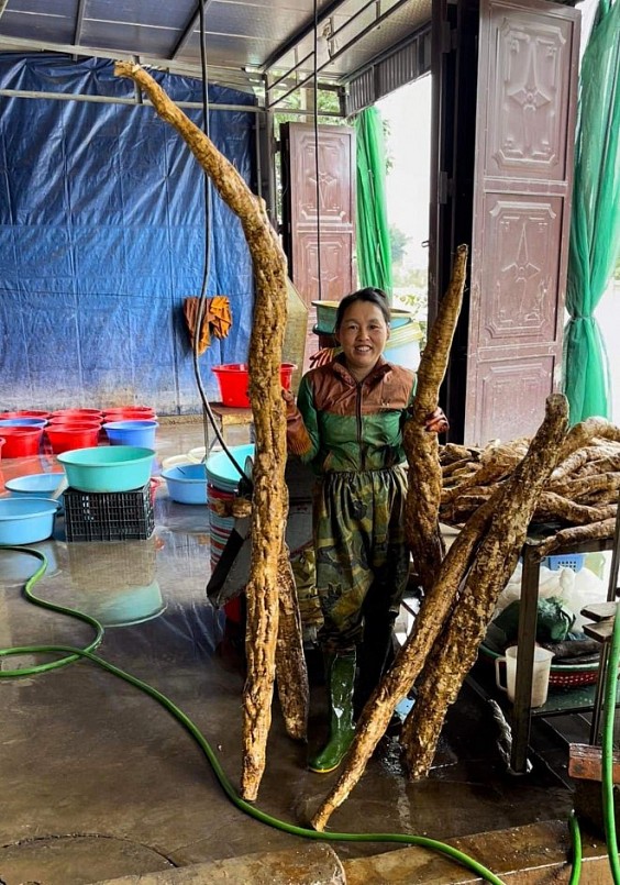 Theo anh Tùng, bằng cách trồng hữu cơ, mỗi gốc sắn dây cho nhiều củ và có những củ sắn dây có chiều dài đến 3 mét Theo anh Tùng, bằng cách trồng hữu cơ, mỗi gốc sắn dây cho nhiều củ và có những củ sắn dây có chiều dài đến 3 mét