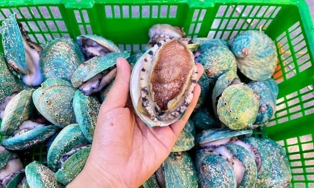 Giá bào ngư Bích Hổ giảm mạnh