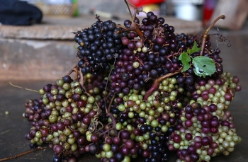 Quả dại xưa đầy rừng không ai hái, nay thành đặc sản “đắt” khách vẫn đặt nhiều