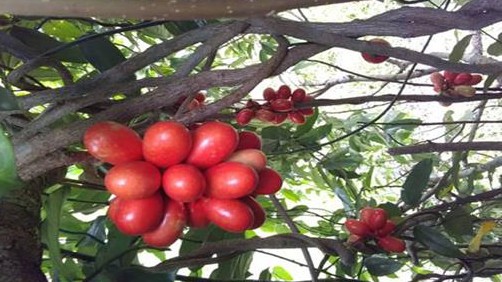 Kỳ lạ loại quả "chảy ra máu", vị thơm ngon, còn có thể ngâm rượu