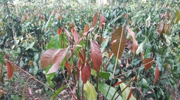 Thứ lá hoang dã nay thành đặc sản, giá 140.000 đồng/kg cũng không có để bán