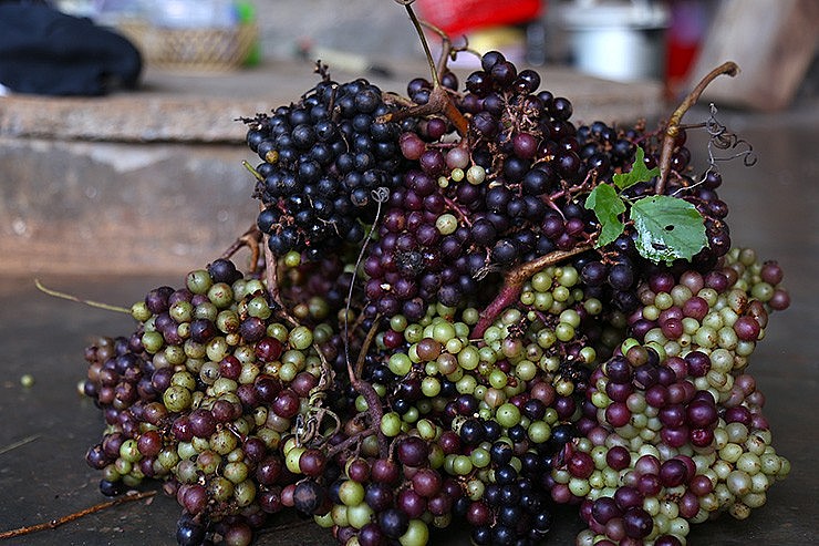Quả dại xưa đầy rừng không ai hái, nay thành đặc sản “đắt” khách vẫn đặt nhiều