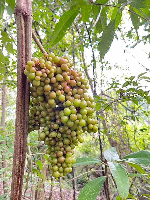 này lúc xanh thì chua lắm