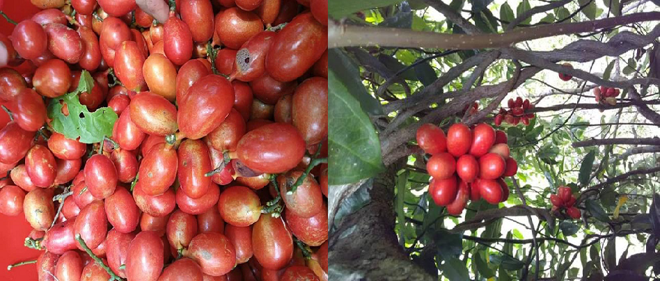 Quả máu mọc thành chùm, bám lên các cây to.