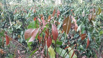 Thứ lá hoang dã nay thành đặc sản, giá 140.000 đồng/kg cũng không có để bán