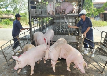 Giá heo hơi lại giảm, người nuôi “ngóng” mở biên xuất heo từng ngày