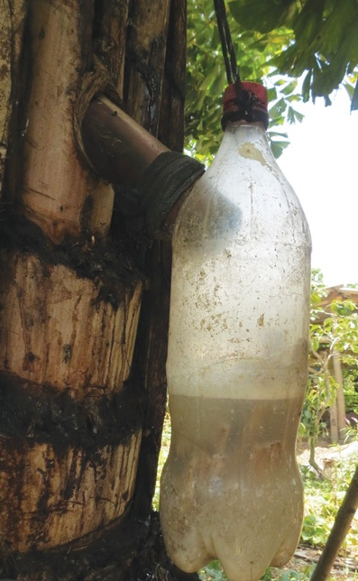 Kỳ lạ loài cây uống nước trực tiếp từ thân cây, dễ gây nghiện