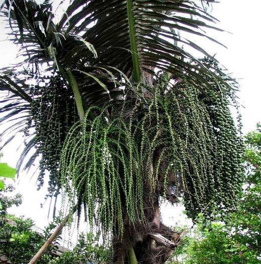 Kỳ lạ loài cây uống nước trực tiếp từ thân cây, dễ gây nghiện