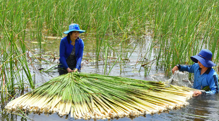 Cây mọc hoang ở ao hồ thành đặc sản dù bán giá cao vẫn nhiều người săn lùng