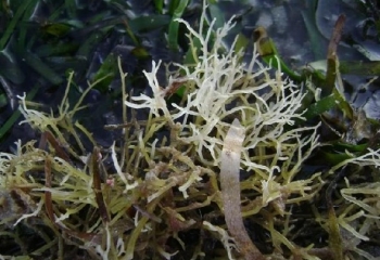 Nhìn giống chân vịt, xưa là rau dại nay thành đặc sản nổi tiếng bán gần 1 triệu đồng/kg