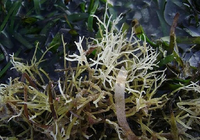 Nhìn giống chân vịt, xưa là rau dại nay thành đặc sản nổi tiếng Nhìn giống chân vịt, xưa là rau dại nay thành đặc sản nổi tiếng