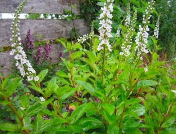 Rau mọc đầy ruộng lúa, có hoa rất đẹp, xưa nhổ vứt đi nay “đổi đời” thành đặc sản