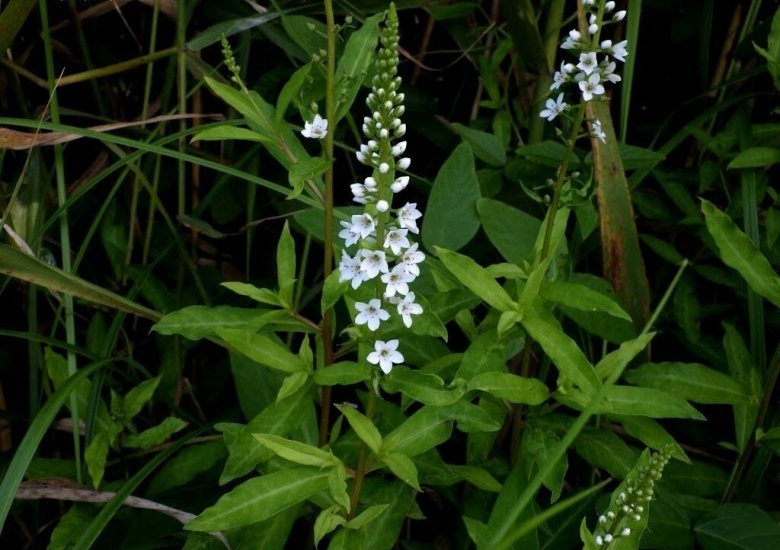 Rau tinh tú có tên khoa học là Lysimachia fortunei Maxim Rau tinh tú có tên khoa học là Lysimachia fortunei Maxim