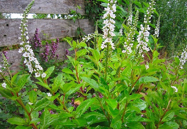 Rau mọc đầy ruộng lúa, có hoa rất đẹp, xưa nhổ vứt đi nay “đổi đời” thành đặc sản ngon nức tiếng Rau mọc đầy ruộng lúa, có hoa rất đẹp, xưa nhổ vứt đi nay “đổi đời” thành đặc sản ngon nức tiếng