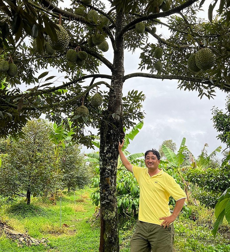 Không chỉ bán cơm sầu Musang King đông lạnh, giống sầu có nguồn gốc từ Malaysia này du nhập vào Việt Nam và được một số nhà vườn ghép trồng từ vài năm nay. Không chỉ bán cơm sầu Musang King đông lạnh, giống sầu có nguồn gốc từ Malaysia này du nhập vào Việt Nam và được một số nhà vườn ghép trồng từ vài năm nay.
