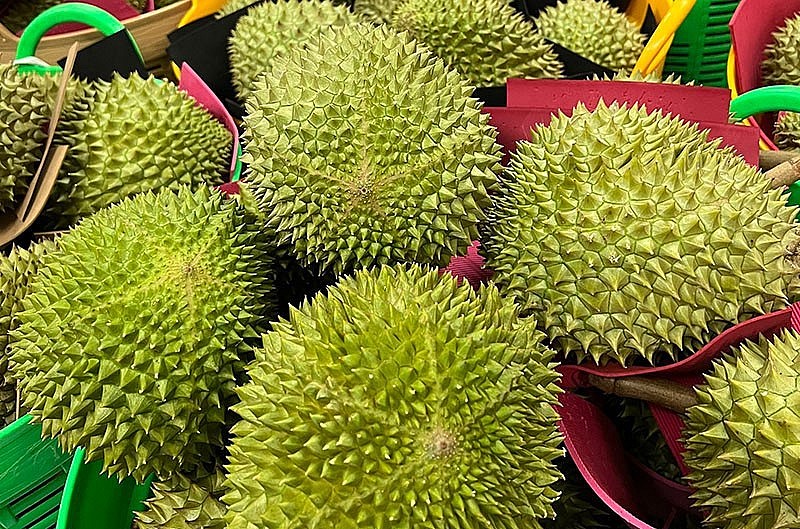 Trên thị trường, sầu riêng Musang King được rao bán khá nhiều, nhưng đa phần đều là cơm sầu đông lạnh nhập khẩu. Còn sầu tươi nguyên quả trồng tại Việt Nam vẫn khá hiếm. Trên thị trường, sầu riêng Musang King được rao bán khá nhiều, nhưng đa phần đều là cơm sầu đông lạnh nhập khẩu. Còn sầu tươi nguyên quả trồng tại Việt Nam vẫn khá hiếm.