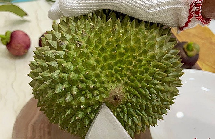 Đầu mối bỏ sỉ sầu Musang King cho biết, loại sầu này luôn trong tình trạng