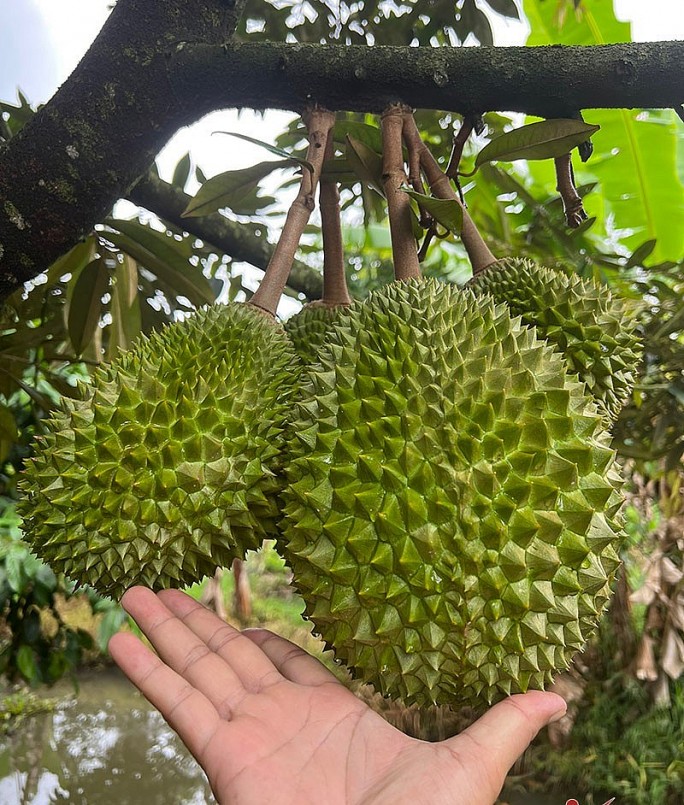 Một số nhà vườn tại Cần Thơ chọn trồng sầu Musang King theo tiêu chuẩn VietGAP để cung cấp những trái sầu sạch chín cây ra thị trường. Một số nhà vườn tại Cần Thơ chọn trồng sầu Musang King theo tiêu chuẩn VietGAP để cung cấp những trái sầu sạch chín cây ra thị trường.