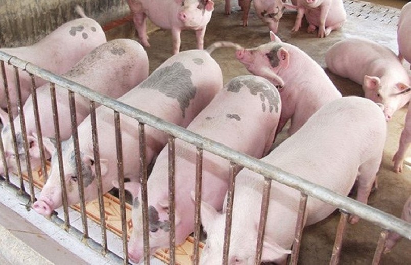 Giá heo hơi hôm nay bất ngờ chững lại, không còn duy trì được đà tăng từ tuần trước.