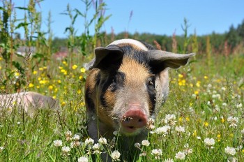 Tại sao chuyên gia dự báo giá heo hơi sẽ tăng sốc vượt mức 70.000 đồng/kg