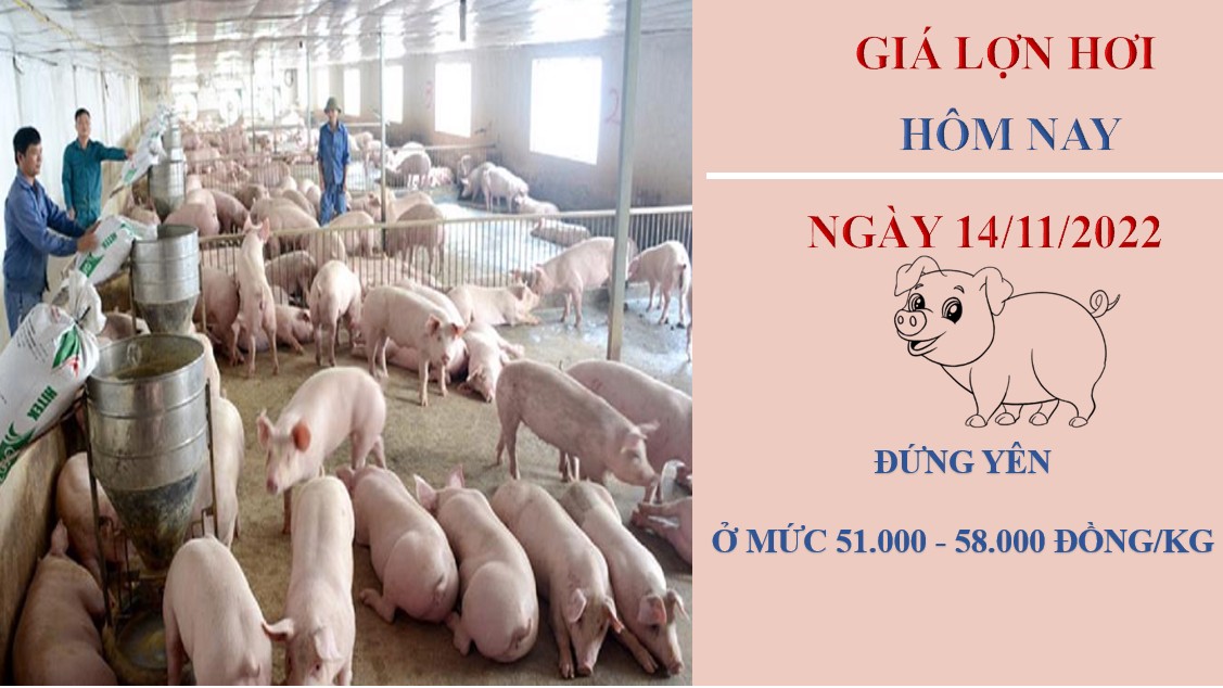 Giá heo hơi hôm nay 14/11/2022: Không ghi nhận biến động mới