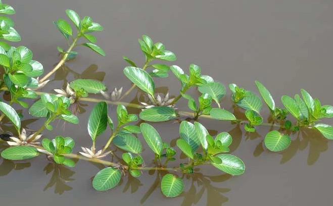 Cỏ mọc dại đầy cánh đồng bỗng thành đặc sản đắt đỏ, giá 150.000 đồng/kg