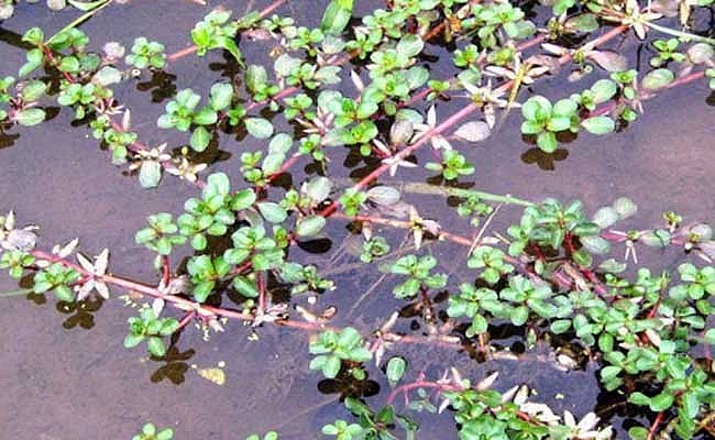 rau này thường sống ở những chỗ đầm nước hoặc trên cánh đồng lúa