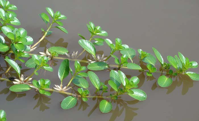 Cỏ mọc dại đầy cánh đồng bỗng thành đặc sản đắt đỏ