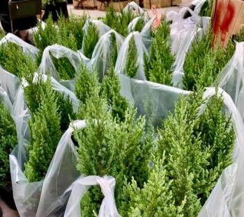 Thông tươi nhập khẩu có gì đặc biệt mà giá 10 triệu đồng/cây vẫn đắt khách