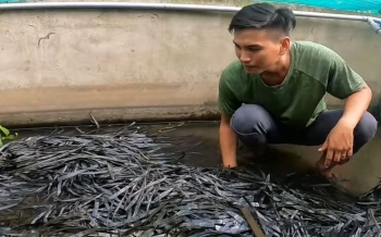 Nuôi con bò nhung nhúc, ai nhìn cũng khiếp, chàng trai miền Tây thu 600 triệu đồng mỗi năm