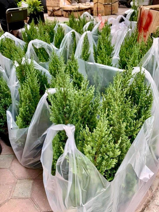 100% cây tươi được vận chuyển bằng đường hàng không 100% cây tươi được vận chuyển bằng đường hàng không