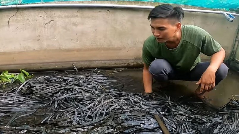 Anh Khanh kiểm tra rắn nuôi trong bể