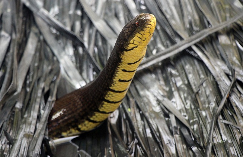 Rắn ri voi là loài không có độc, giá trị kinh tế cao
