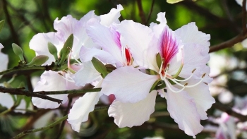 Lý do gì khiến loài hoa của núi rừng Tây Bắc trở thành món ăn đặc sản