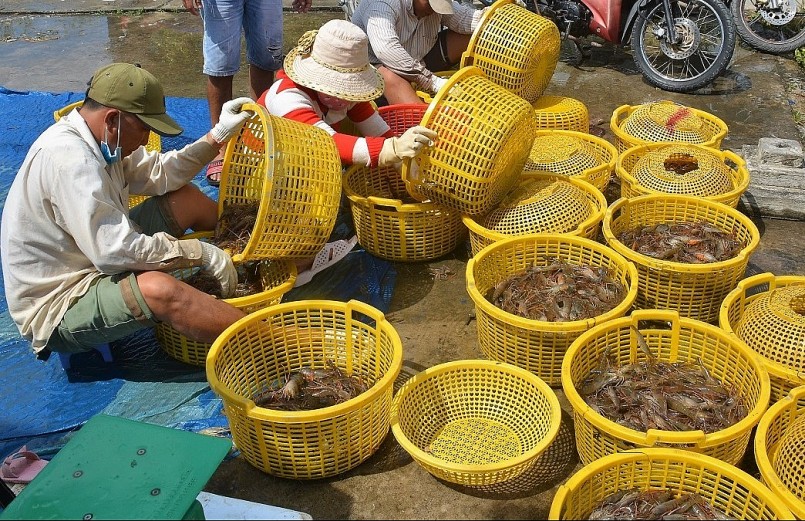 Nông dân U Minh đạt năng suất nuôi tôm càng khá cao.