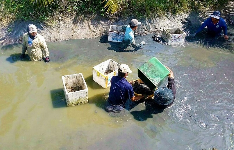 Mô hình nuôi tôm càng trên đất lúa - tôm mới phát triển ở huyện U Minh gần đây.