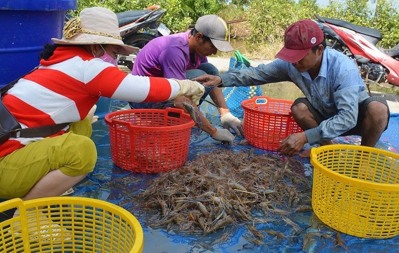 Hiện tôm đang được giá, bà con kỳ vọng dịp cuối năm càng tăng cao.