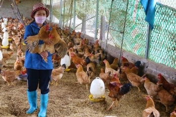 Nuôi gà bằng thức ăn ủ men vi sinh, mỗi tháng "đút túi" 50 triệu đồng tiền lãi