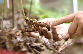 Thực hư thông tin sâm Lai Châu chứa hơn 50 thành phần Saponin