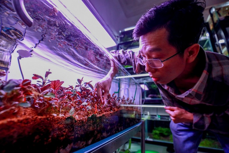 Để có cây Bucep đẹp và bền phải tuân thủ rất nghiêm ngặt.