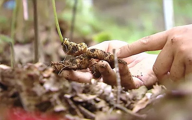 Thực hư thông tin sâm Lai Châu chứa hơn 50 thành phần Saponin Thực hư thông tin sâm Lai Châu chứa hơn 50 thành phần Saponin