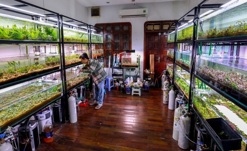 Căn phòng trồng Bucep của anh Triển.