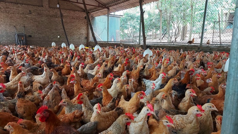 Nuôi gà hữu cơ không lo đầu ra Nuôi gà hữu cơ không lo đầu ra