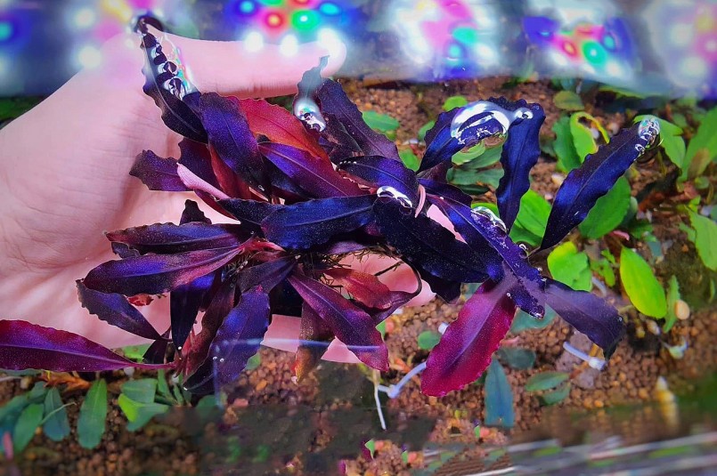 Bucep bóng ma có giá hàng triệu đồng mỗi ngọn.