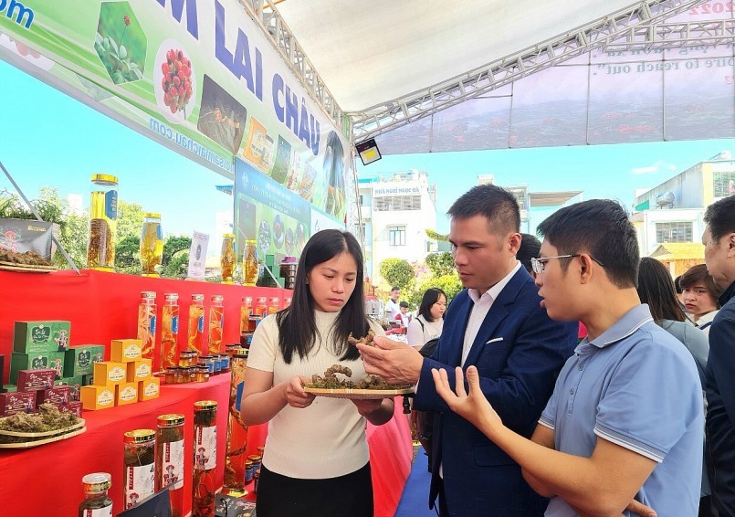 Tỉnh Lai Châu mong muốn đưa hình ảnh sâm Lai Châu vươn ra Việt Nam và quốc tế Tỉnh Lai Châu mong muốn đưa hình ảnh sâm Lai Châu vươn ra Việt Nam và quốc tế