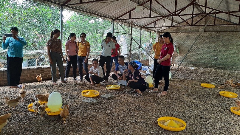 Gà được cho ăn bằng thức ăn tự nhiên có các loại thảo dược Gà được cho ăn bằng thức ăn tự nhiên có các loại thảo dược
