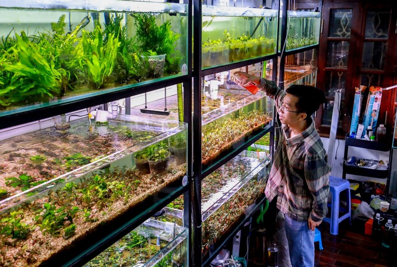 Những chiếc bể kính trồng Bucep của anh Triển.