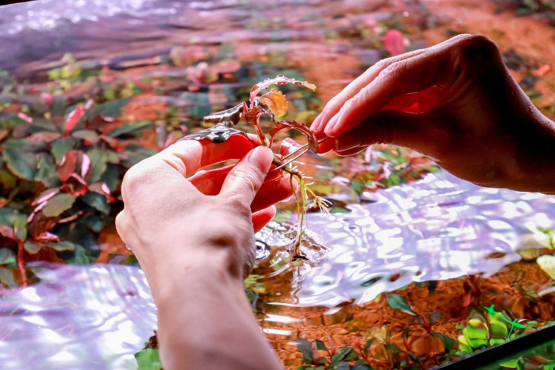 Bị thu hút ngay từ cái nhìn đầu tiên bởi vẻ đẹp của dòng cây thủy sinh Bucep.