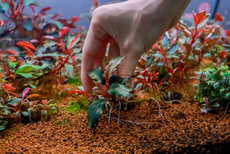 Bucep khá đa dạng về chủng loại và nguồn gốc.