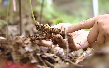 Thực hư thông tin sâm Lai Châu chứa hơn 50 thành phần Saponin